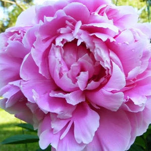 Meet your Posher, Patrice